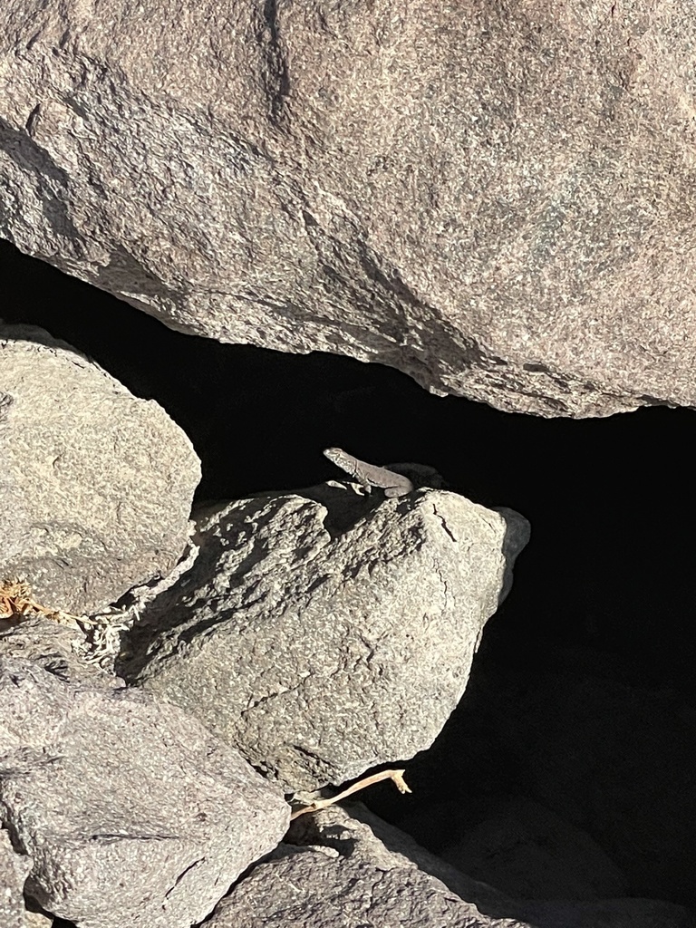 Dead Side-blotched Lizard