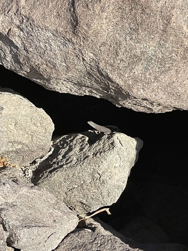 Dead Side-blotched Lizard