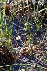 Carex rotundata