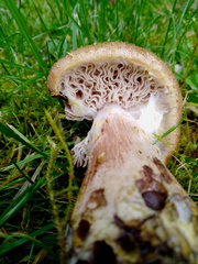Armillaria cepistipes