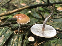 Hypholoma marginatum