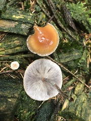 Hypholoma marginatum