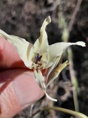 Gladiolus leptosiphon
