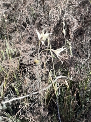 Gladiolus leptosiphon