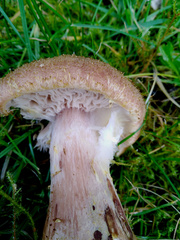 Armillaria cepistipes