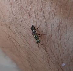 Protopolybia exigua