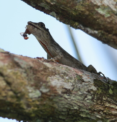 Anolis ortonii