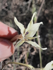 Gladiolus leptosiphon