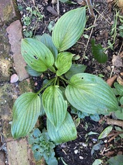 Hosta plantaginea