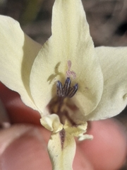 Gladiolus leptosiphon