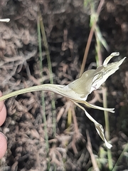Gladiolus leptosiphon