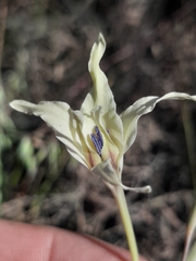 Gladiolus leptosiphon