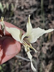 Gladiolus leptosiphon