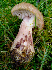 Armillaria cepistipes