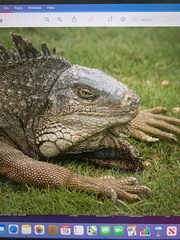 Iguana iguana