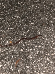 Eudrilus eugeniae