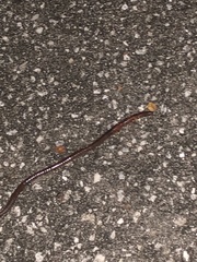Eudrilus eugeniae