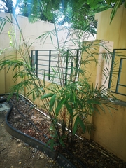 Chamaedorea seifrizii