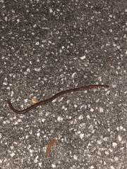 Eudrilus eugeniae