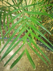 Chamaedorea seifrizii