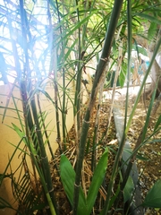 Chamaedorea seifrizii