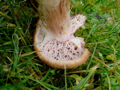 Armillaria cepistipes