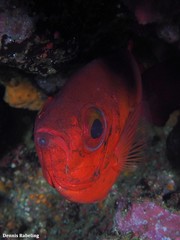 Heteropriacanthus fulgens