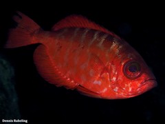 Heteropriacanthus fulgens