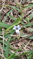 Sisyrinchium albidum