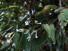 Wikstroemia mononectaria