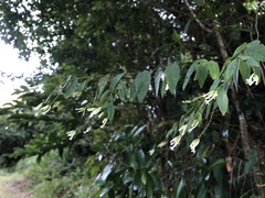 Wikstroemia mononectaria