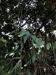 Wikstroemia mononectaria