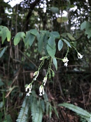 Wikstroemia mononectaria