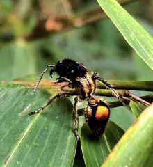 Hoplocrates cephalotes