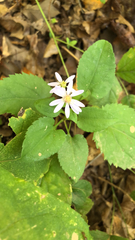 Symphyotrichum cordifolium