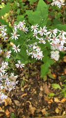 Symphyotrichum cordifolium