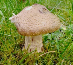 Armillaria cepistipes