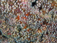 Polycyathus muellerae