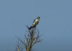 Microhierax fringillarius