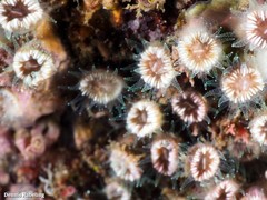 Polycyathus muellerae