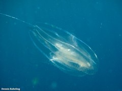 Leucothea multicornis