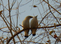 Leucopsar rothschildi