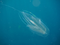 Leucothea multicornis