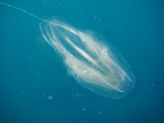 Leucothea multicornis