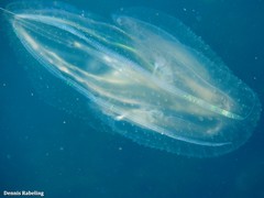 Leucothea multicornis