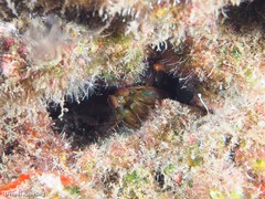 Pseudosquillisma oculata