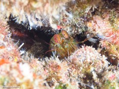 Pseudosquillisma oculata