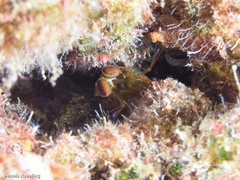 Pseudosquillisma oculata