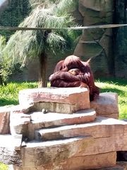 Pongo