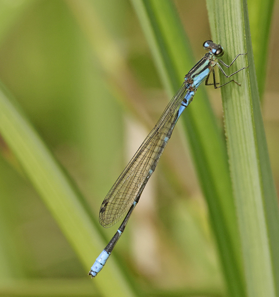 Africallagma pseudelongatum
